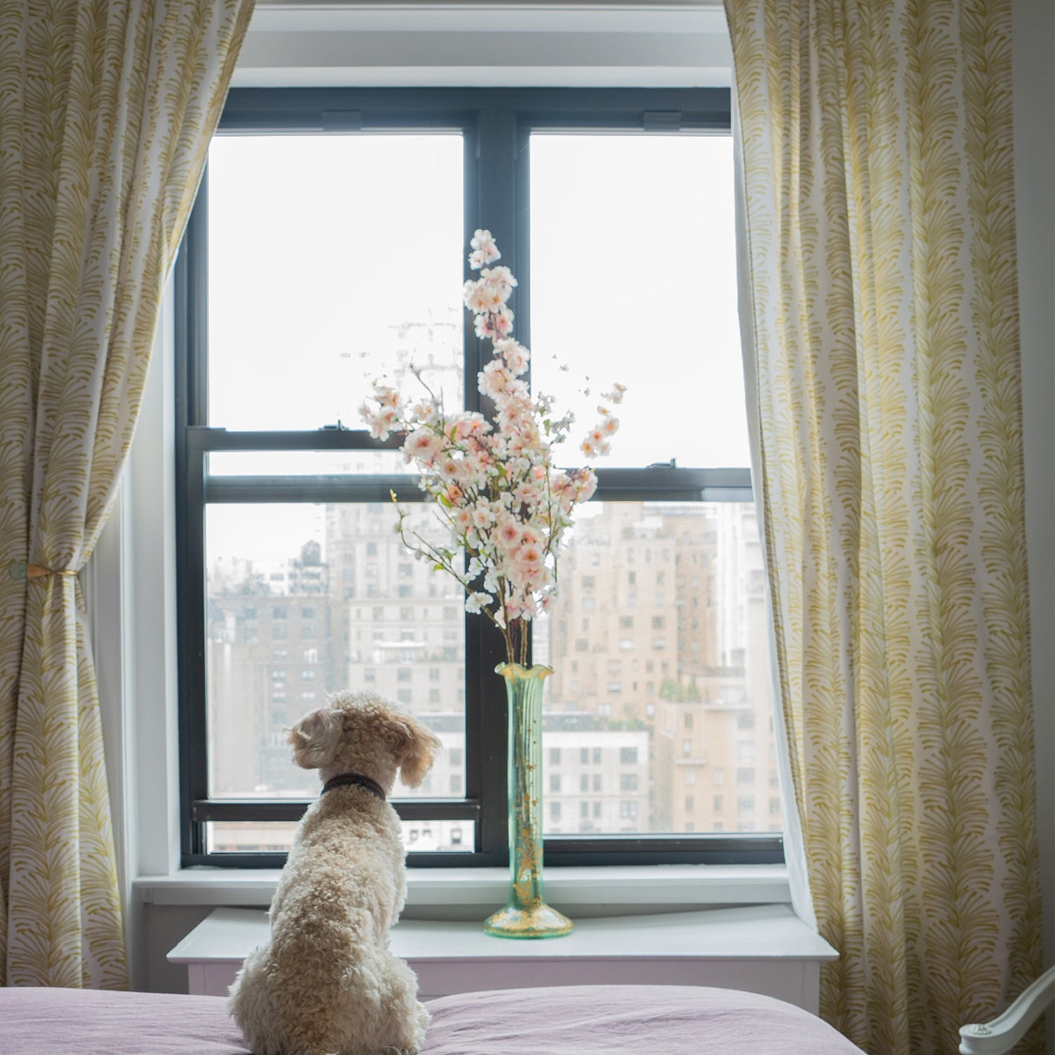 Yellow Stripe Chartreuse Printed Curtains by illuminated window facing buildings with pink and white flowers in clear vase in front of cream dog on bed