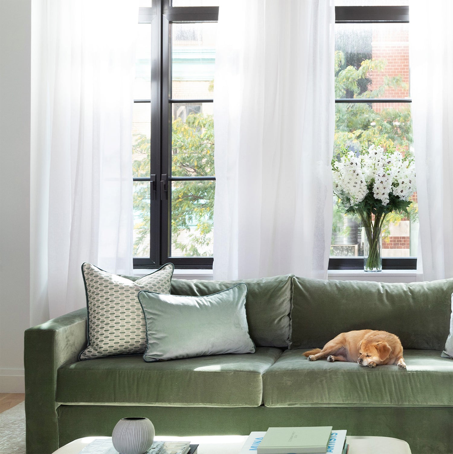 sheer white curtains hung in front of a window with a vase of white flours sitting on the window sill and a fern green velvet couch in front of the window with mint green geometric chenille jacquard pillows and blue green velvet pillows on the couch and a small dog laying on the couch 