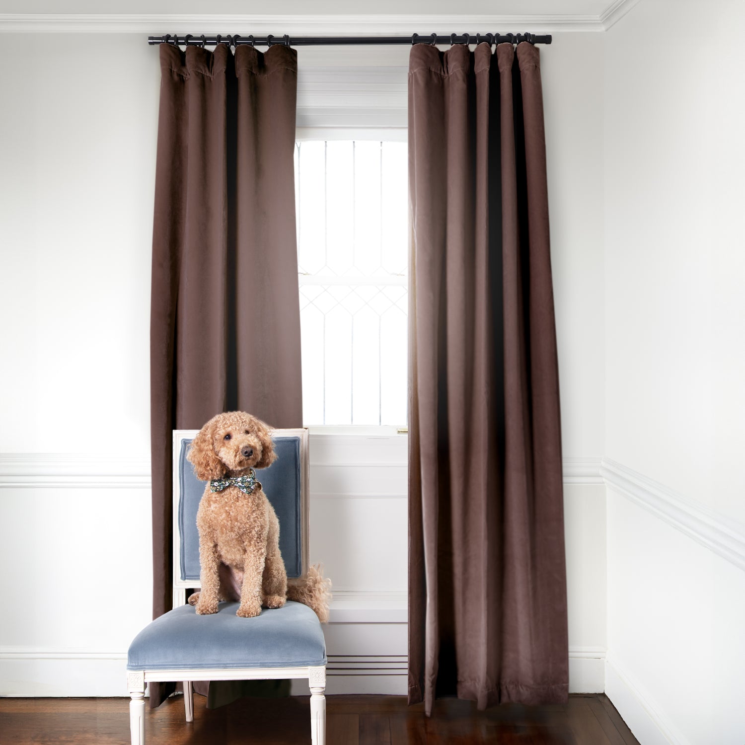 Brown Velvet curtains on metal rod in front of an illuminated window with sky blue velvet chair with light brown dog sitting